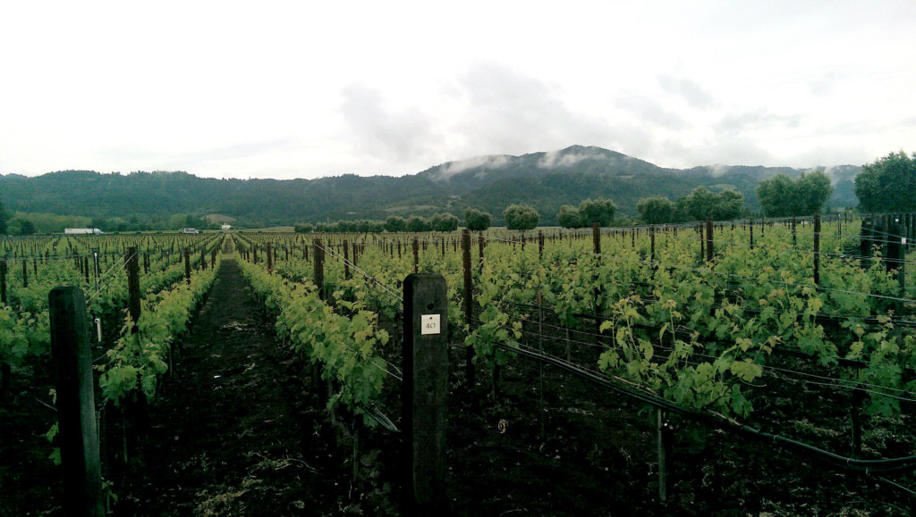 Wine tasting in Napa - grapevines