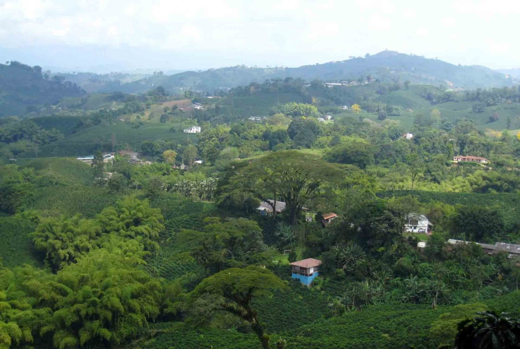 Colombia-Coffee-Farm